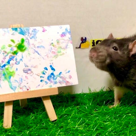 ratinho pintor